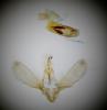 Scoparia basistrigalis